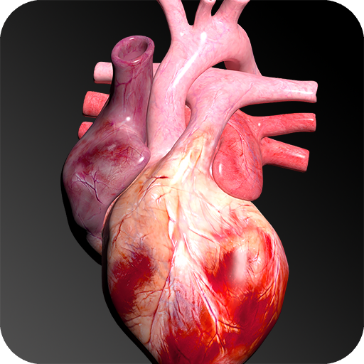 circulatory system 3d anatomy