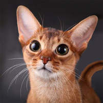 talking abyssinian cat