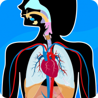 anatomix human body anatomy