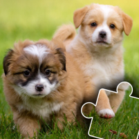 dogs cats puzzles for kids 2