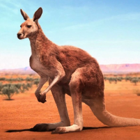 the kangaroo