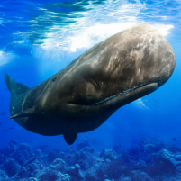 the sperm whale