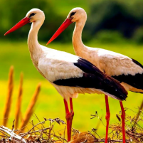 the white stork