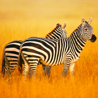 the zebra