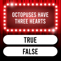 trivia time multiple choice quiz