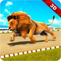 wild lion racing animal race