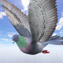 wild pigeon simulator