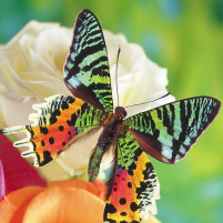 butterflies jigsaw puzzles