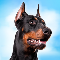 doberman dog simulator