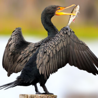 the cormorant