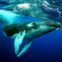 the humpback whales