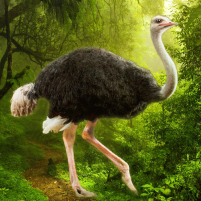 the ostrich