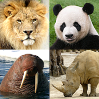 animals quiz learn all mammals scaled