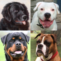 dogs quiz guess all breeds